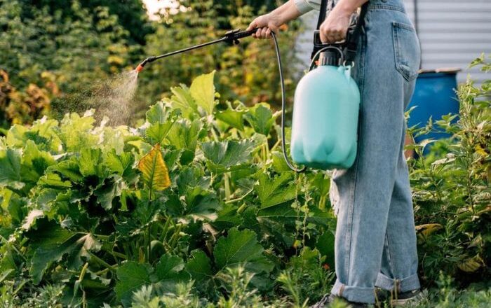 Choosing The Right Insecticide For Your Lawn: A Guide For Homeowners