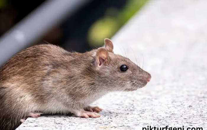 The Battle Against Rodents: Charlotte, NC’s Comprehensive Guide to Rodent Control