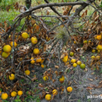 Why Climate Change Is Driving up Food Costs Worldwide