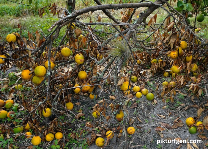 Why Climate Change Is Driving up Food Costs Worldwide