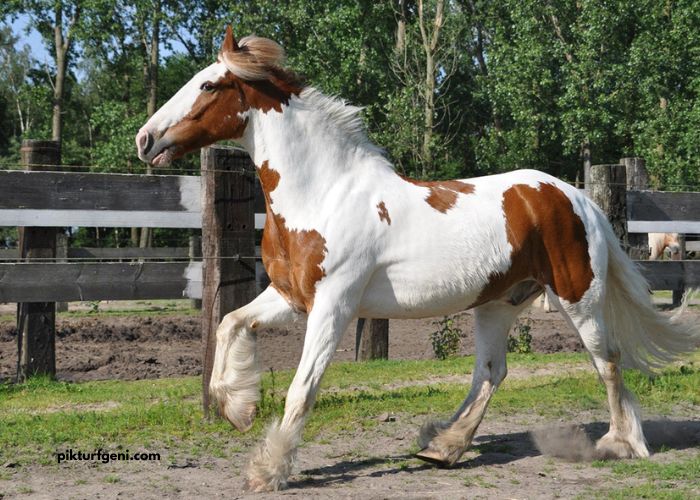 Cheval DE Base