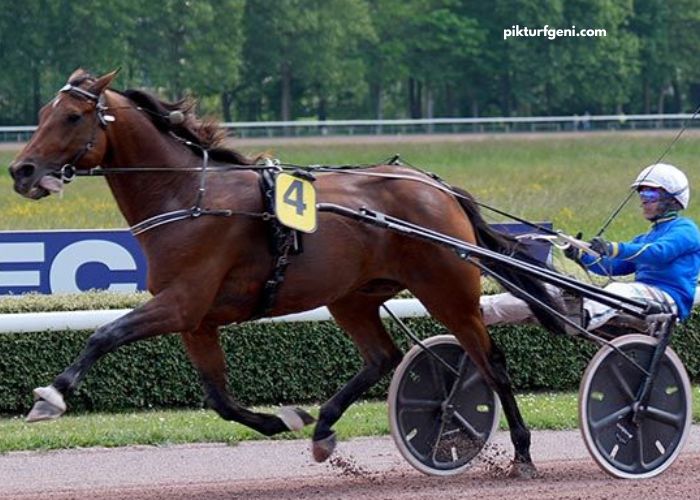Lebosse Du Turf