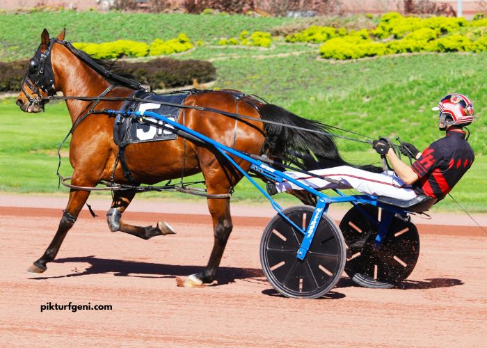 Turf Jeu Simple
