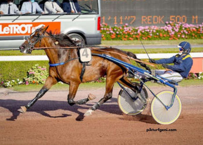 Turf Pronostic 7
