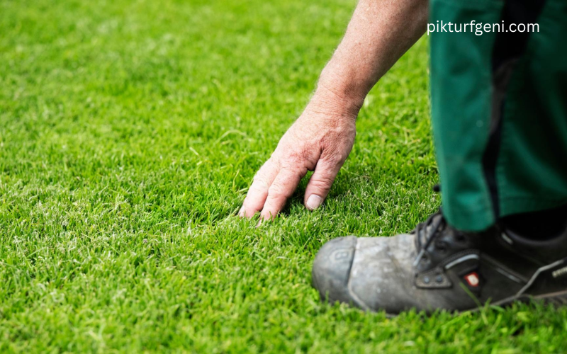 selection turf